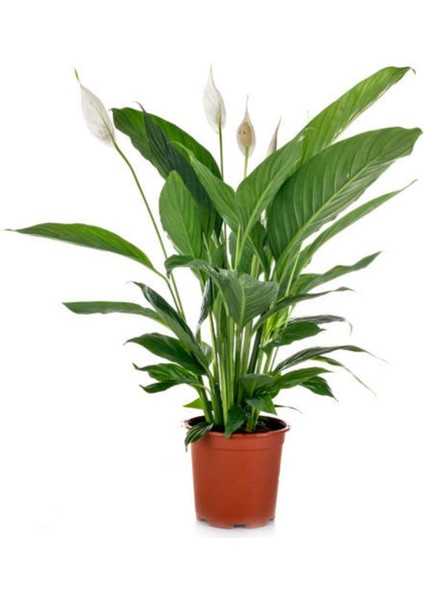 Hediyelik Zarif Beyaz Renk Barış Çiçeği Kadınlar Gününe Özel Kurdele Çiçeği Hediyeli fiyatları