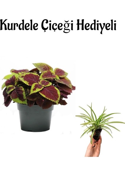 Renkli Yapraklı Yaprak Güzeli Çiçeği Kadınlar Gününe Özel Kurdele Çiçeği Hediyeli