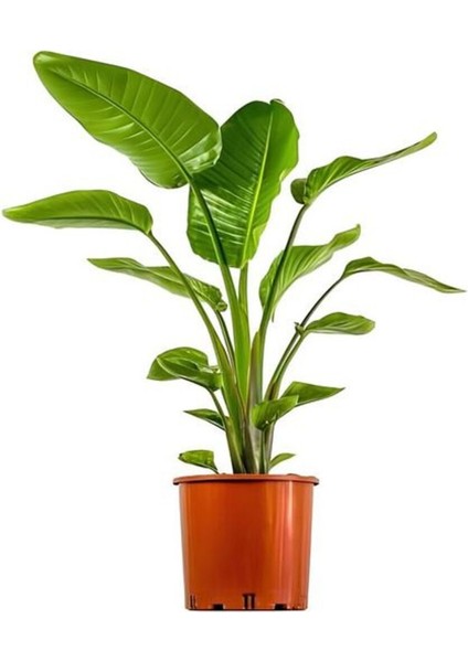 Bakımlı Starliçe Cennet Çiçeği(Strelitzia) Bitkisi Kadınlar Gününe Özel Helen Saksı Hediyeli