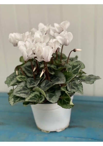 Canlı Beyaz Sıklamen Çiçeği 13 cm Saksı Hediyelik Çiçek modelleri