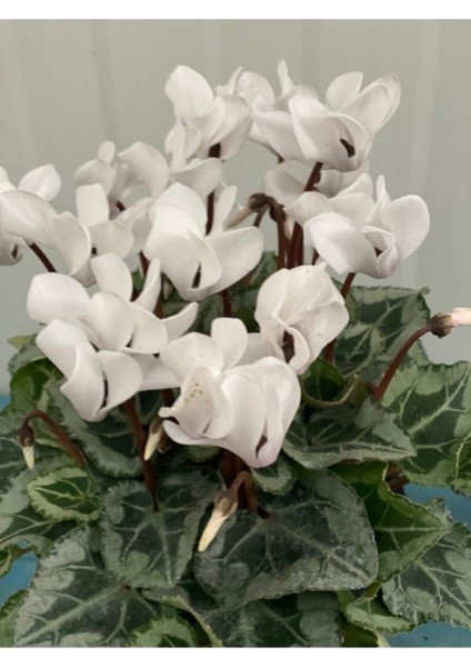 Canlı Beyaz Sıklamen Çiçeği 13 cm Saksı Hediyelik Çiçek