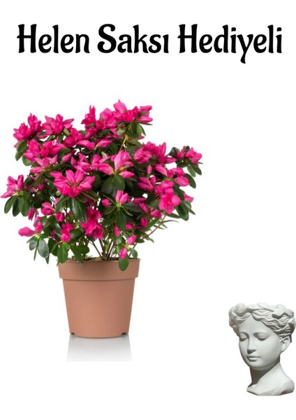 Pembe Renk Açelya Çiçeği Kadınlar Gününe Özel Helen Saksı Hediyeli