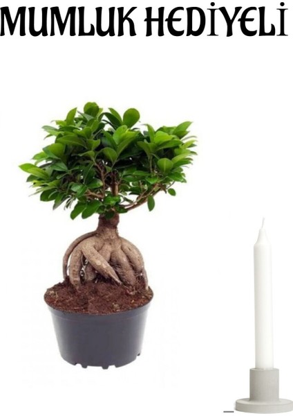Hediyelik Bonsai Bitkisi Kadınlar Gününe Özel Mumluk Hediyeli