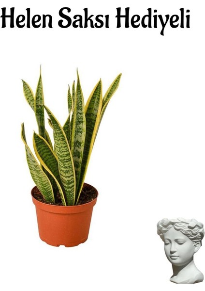 Sarı Renkli Paşa Kılıcı Bitkisi Kadınlar Gününe Özel Helen Saksı Hediyeli