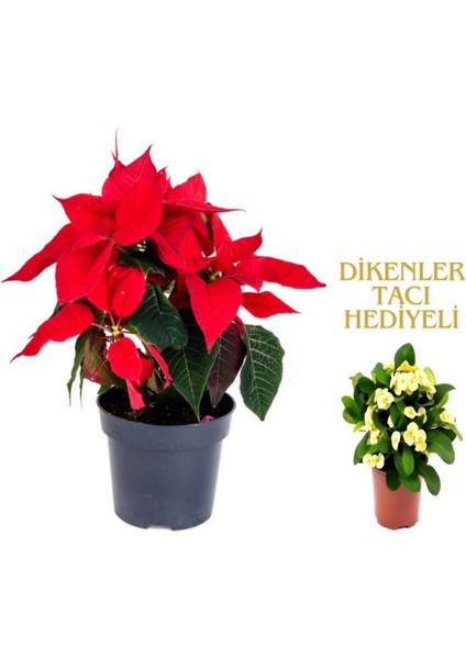 Videolu 1 Adet Sevgililer Gününe Özel Atatürk Çiçeği 30-40CM Saksılı Dikenler Tacı Hediye Poinsettia