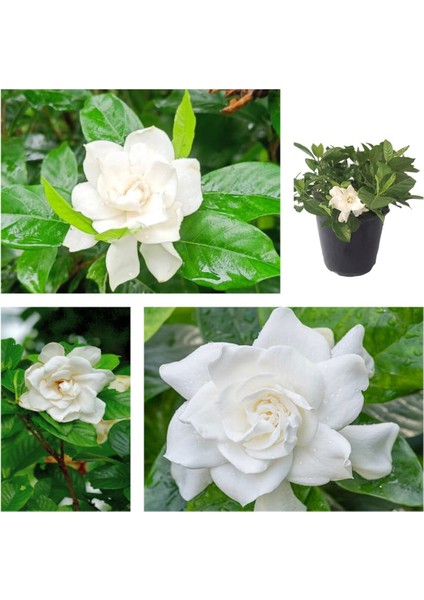 Videolu 1 Adet Kadınlar Günü Özel Mis Gardenya Çiçeği 20-35CM Saksılı Dikenler Tacıhediye Gardenia