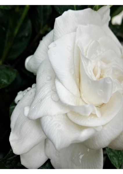 Videolu 1 Adet Kadınlar Günü Özel Mis Gardenya Çiçeği 20-35CM Saksılı Dikenler Tacıhediye Gardenia
