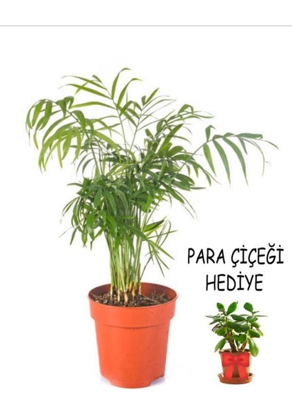 Videolu Kadınlar Gününe Özel Para Çiçeği Hediyeli Areka (20 30 Cm)1 Adet Areca
