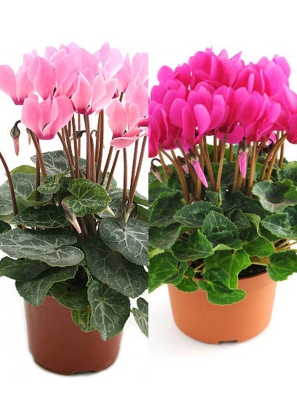 Videolu Favori Set Sıklamen Çiçeği (20 35CM)2 Adet Saksılı Hediyelik Canlı Bitki Cyclamen