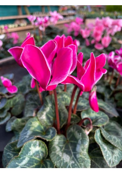 Videolu Favori Set Sıklamen Çiçeği (20 35CM)2 Adet Saksılı Hediyelik Canlı Bitki Cyclamen fiyatları