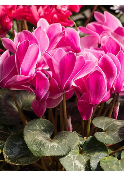 Videolu Favori Set Sıklamen Çiçeği (20 35CM)2 Adet Saksılı Hediyelik Canlı Bitki Cyclamen modelleri