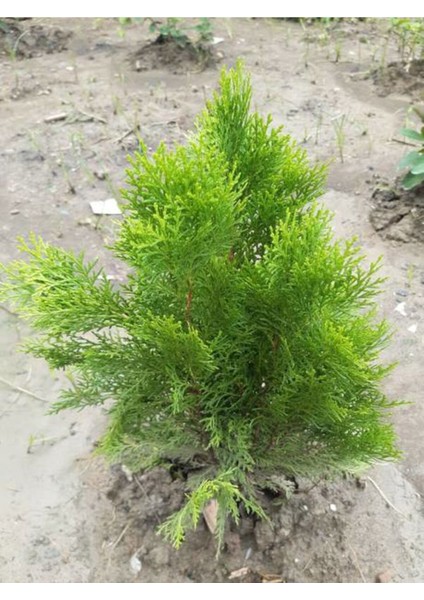 Videolu Bodur Leylandi Fidanı (20 35 Cm) 1 Adet Saksılı Cupressoyparis Leylandii Blue Jeans