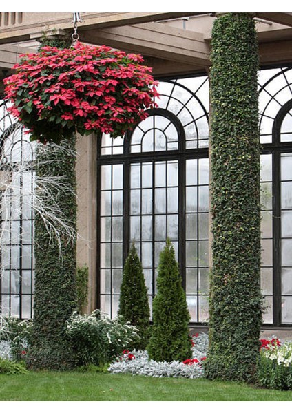 Videolu Atatürk Çiçeği (30 40 Cm)1 Adet Saksılı Hediyelik Çiçekli Bodur Bitki Poinsettia