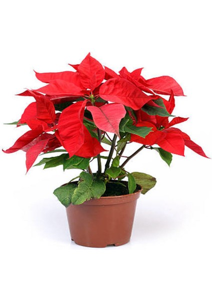 Videolu Atatürk Çiçeği (30 40 Cm)1 Adet Saksılı Hediyelik Çiçekli Bodur Bitki Poinsettia fiyatları