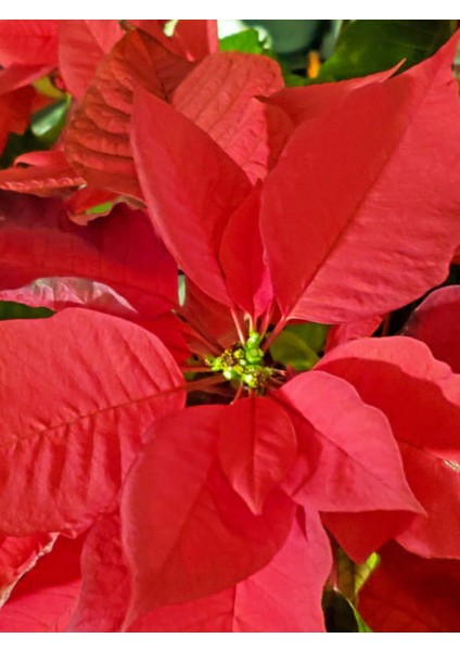 Videolu Atatürk Çiçeği Özel Hediyelik (30 40 Cm)1 Adet Saksılı Çiçekli Bodur Bitki Poinsettia fiyatları