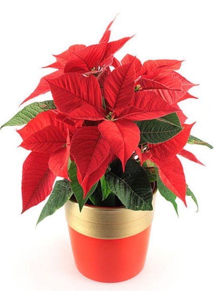 Videolu Atatürk Çiçeği (35 45 Cm)1 Adet Saksılı Çiçekli Bodur Bitki Poinsettia