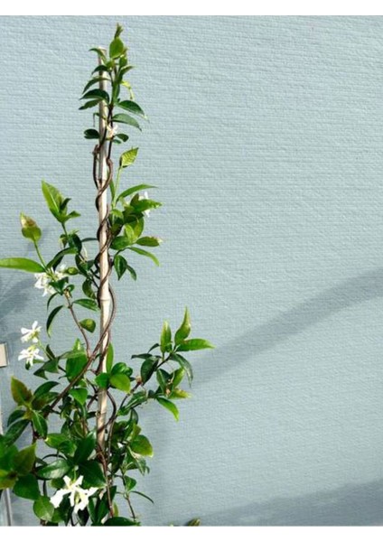 Videolu Klasik Yasemin Fidanı (40 60 Cm)1 Adet Saksılı/tüplü Rhyncospermum Jasminoides
