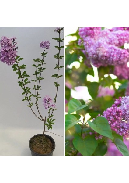 Videolu 1 Adet Mis Kokulu Leylak Çiçeği Fidanı 30-50 cm Saksılı Çiçekli Bodur Bitkiler Syringa
