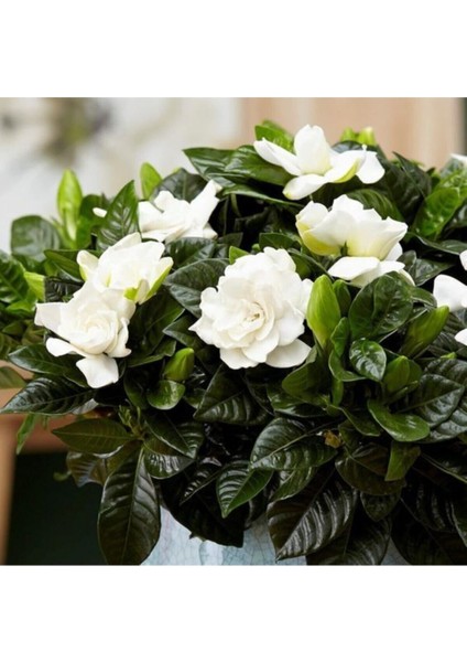 Videolu 1 Adet Mis Kokulu Gardenya Çiçeği 30-40 cm Saksılı Çiçekli Bodur Bitkiler Gardenia
