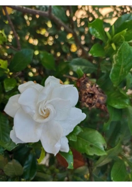 Videolu 1 Adet Mis Kokulu Gardenya Çiçeği 30-40 cm Saksılı Çiçekli Bodur Bitkiler Gardenia modelleri