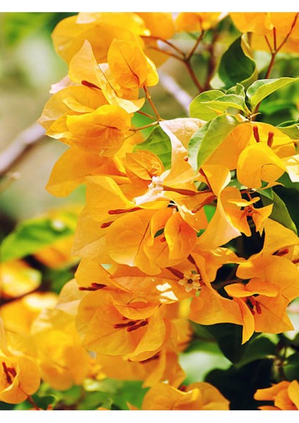 Videolu Sarı Begonvil (40 60 Cm)1 Adet Saksılı Çiçekli Iç/ Dış Mekan Bitkisi Bougainvillea