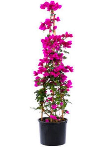 Videolu Pembe Gelin Duvağı Begonvil (30 50 Cm) 1 Adet Saksılı Çiçekli Iç/dış Mekan Bougainvillea fiyatları