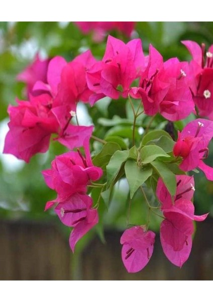 Videolu Fuşya Pembe Begonvil (30 50 Cm)1 Adet Saksılı Çiçekli Bahçe/ Balkon Bitkisi Bougainvillea