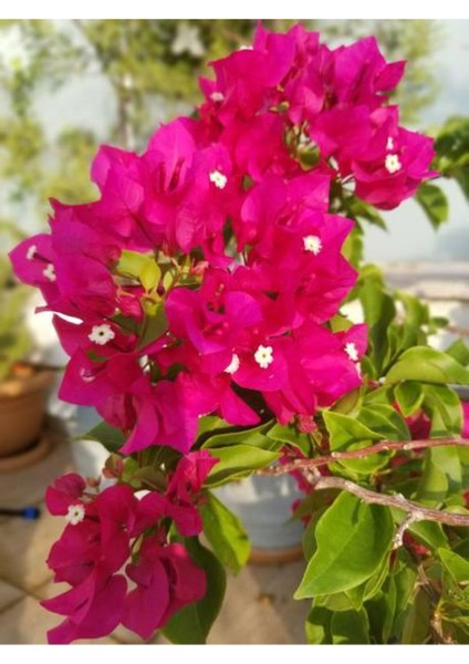 Videolu Fuşya Pembe Begonvil (30 50 Cm)1 Adet Saksılı Çiçekli Bahçe/ Balkon Bitkisi Bougainvillea