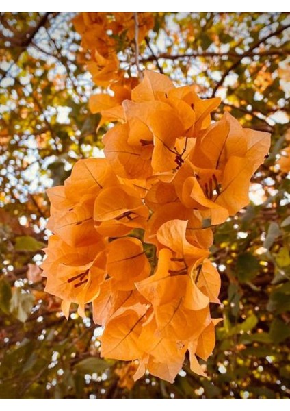 Videolu Turuncu Begonvil (70 90 Cm)1 Adet Saksılı/ Tüplü Bahçe Bitkisi Bougainvillea