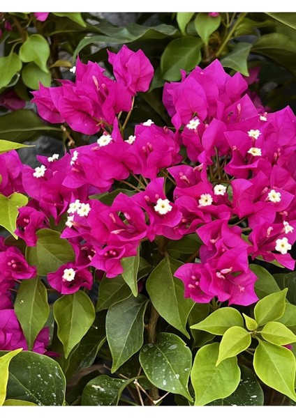 Begonvil Fidanı 40-60 cm - Fuşya Bougainvillea