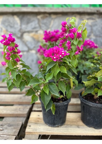 Begonvil Fidanı 40-60 cm - Fuşya Bougainvillea