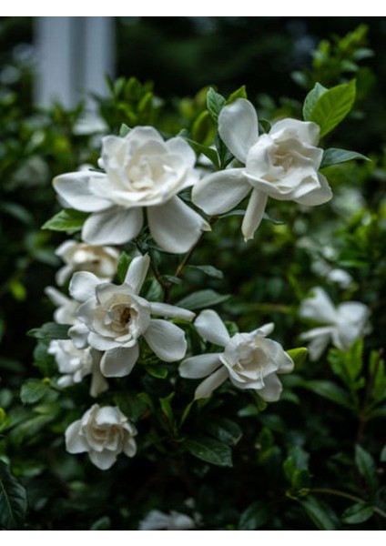 Videolu Kokulu Gardenya Çiçeği (30 40 Cm)1 Adet Saksılı Çiçekli Iç Mekan Bitkisi Gardenia modelleri