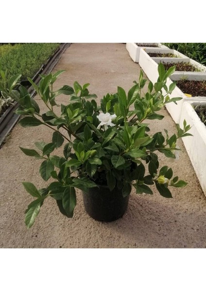 Videolu Kadınlar Gününe Özel Gardenya (40 50 Cm)1 Adet Saksılı Iç Mekan Bitkisi Gardenia