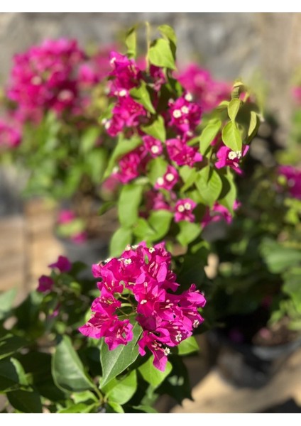 Begonvil Fidanı 40-60 cm - Fuşya Bougainvillea