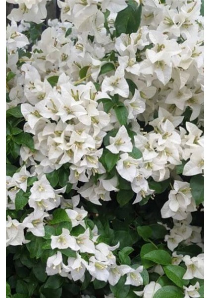 Beyaz Begonvil Çiçeği 50-60CM /şuan Ciçeksizdir Bougainvillea