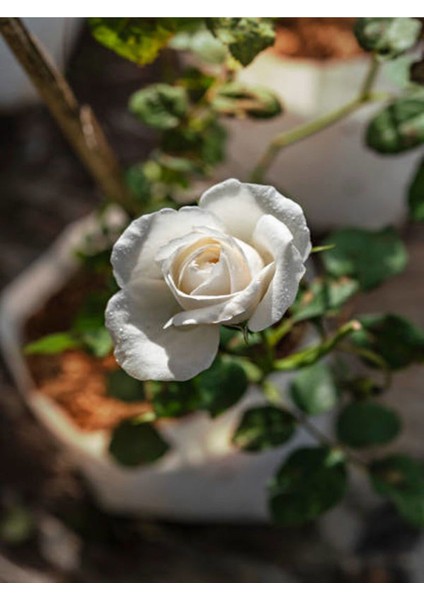 Videolu Yediveren Beyaz Renkli Yoğun Kokulu (40 60 Cm) 2 Adet Aşılı Gül White Rose