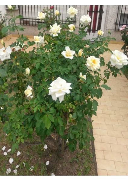 Videolu Yediveren Beyaz Renkli Yoğun Kokulu (40 60 Cm) 2 Adet Aşılı Gül White Rose