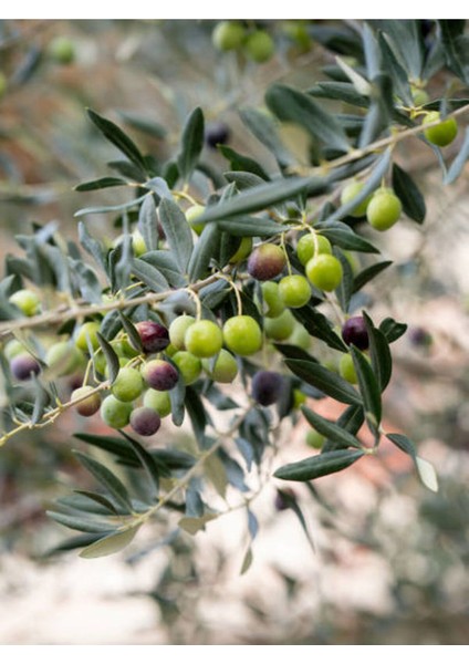 Videolu Gemlik Zeytin Fidanı (90 110 Cm) Tüplü 4 Adet Zeytin Fidesi Olive Seedling