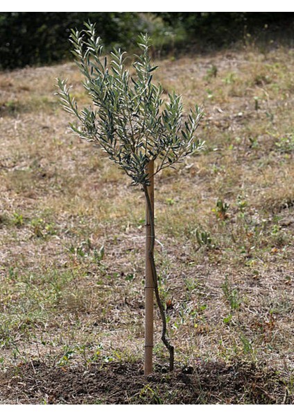 Videolu Gemlik Zeytin Fidanı (90 110 Cm) Tüplü 4 Adet Zeytin Fidesi Olive Seedling