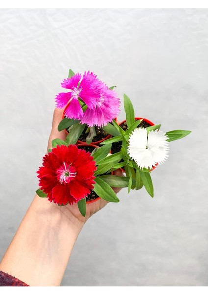 Videolu 2 Adet Karışık Renk Çin Karanfili Çiçeği 10-15 cm Tüplü Çiçekli Bodur Dianthus Chinensis