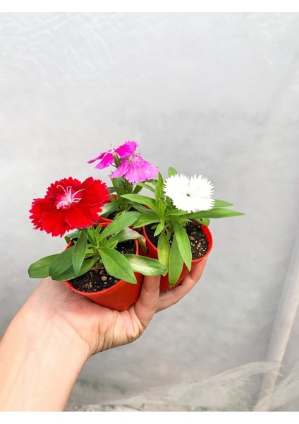 Videolu 2 Adet Karışık Renk Çin Karanfili Çiçeği 10-15 cm Tüplü Çiçekli Bodur Dianthus Chinensis