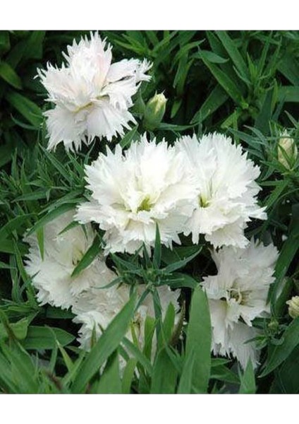 Videolu 2 Adet Karışık Renk Çin Karanfili Çiçeği 10-15 cm Tüplü Çiçekli Bodur Dianthus Chinensis