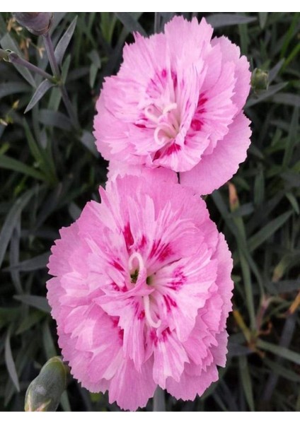 Videolu 2 Adet Karışık Renk Çin Karanfili Çiçeği 10-15 cm Tüplü Çiçekli Bodur Dianthus Chinensis