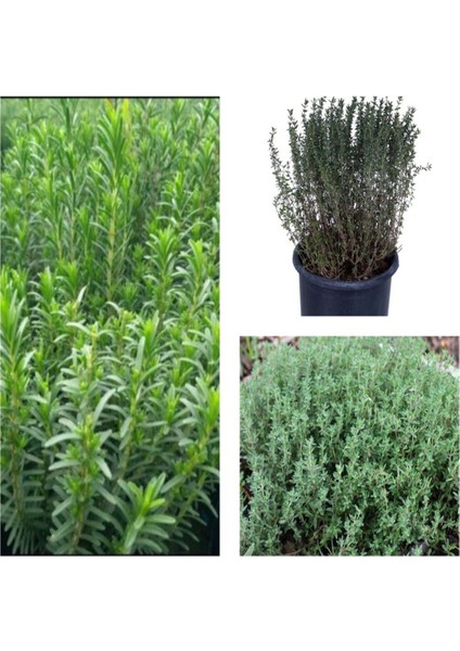 Videolu 5 Adet Kekik Bitkisi Fidanı 20-30 cm Tüplü Çiçekli Bodur Bitkiler Thyme