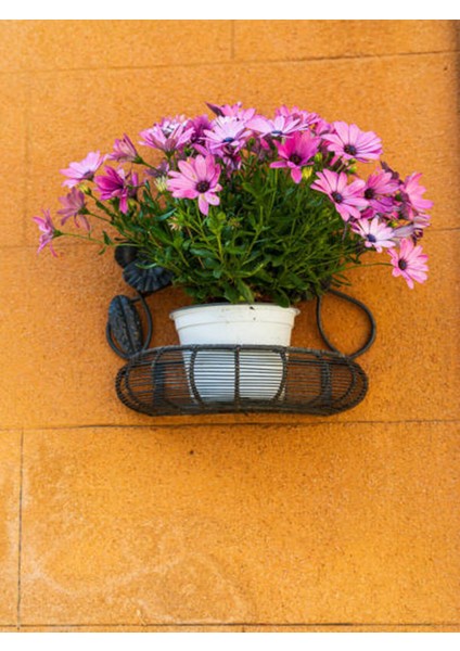 Bodrum Papatyası (30 40 Cm) 1 Adet Saksılı Çiçekli Bodur Bitki Osteospermum Fruticosum