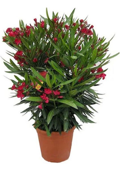 Videolu Kırmızı Bodur Zakkum (40 60 Cm)1 Adet Saksılı Çiçekli Bodur Bitki Nerium Oleander