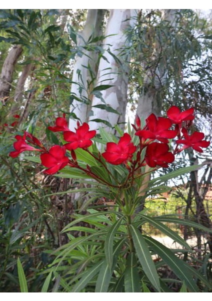 Videolu Kırmızı Bodur Zakkum (40 60 Cm)1 Adet Saksılı Çiçekli Bodur Bitki Nerium Oleander