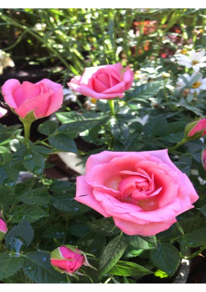Videolu Kokulu Pembe Gül Yediveren 1 Adet Saksılı (50-70CM) Aşılı Gül (Pink Rose) fırsatları