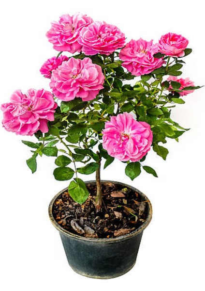 Videolu Isparta Pembe Yediveren Kokulu 30-60 cm 10 Adet Saksılı/tüplü Aşılı Güller Isparta Rose