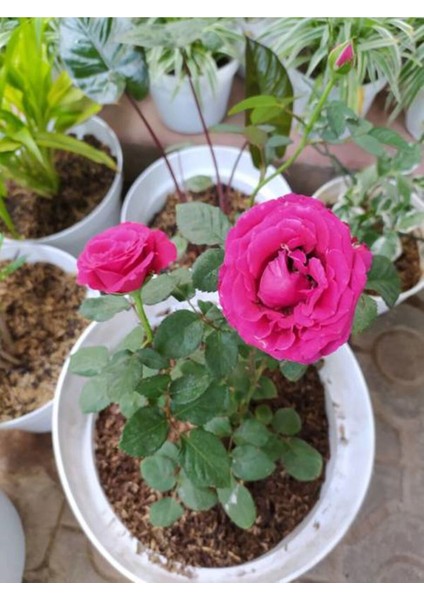 Videolu Isparta Pembe Yediveren Kokulu 30-60 cm 10 Adet Saksılı/tüplü Aşılı Güller Isparta Rose